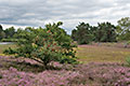 Natuurgebied De Teut