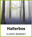 Hallerbos